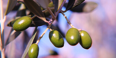 olive-oil