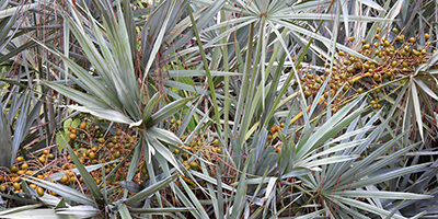 Saw Palmetto