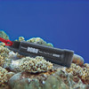 HOBO Water Temperature Pro v2 Data Logger