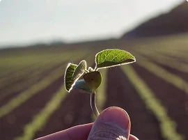 Agricultural Monitoring