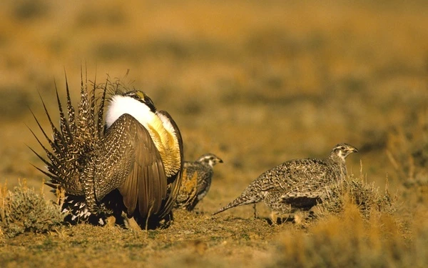 HOBO Remote Weather Station Helps Save Colorado’s Rare Gunnison Sage-Grouse
