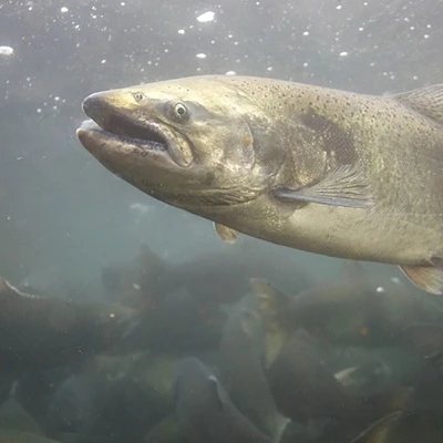 Prioritizing River Restoration for Chinook Salmon