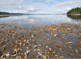 Water Data Loggers Used for Oyster Bed Ecosystem Restoration to Support Sustainability