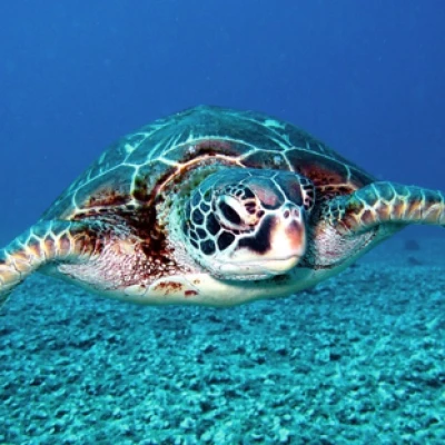 HOBO Data Loggers Aid Sea Turtle Preservation in Malaysia