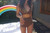 Korea's New Triangle Big Chest Sexy High Waist Hot Spring Bikini Retro Black and White Split Two-piece Swimming Suit Korea's New Triangle Big Chest Sexy High Waist Hot Spring Bikini Retro Black and White Split Two-piece Swimming Suit