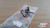 Trunk Boot Shock Lift Bracket Pivot fits Fiat Bravo Brava 7769738 Genuine View Front