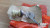 Trunk Lid Boot Lock with Keys fits Alfa Romeo Alfetta Berlina 116005603601 View Left