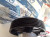 Power Steering Pump fits Fiat Scudo 9626552081 Genuine View Right