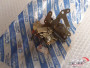 Front Door Lock Left fits Fiat Duna Uno 7608825 Genuine View Front