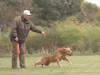 GARMIN Pro 70 Dog Training Collar
