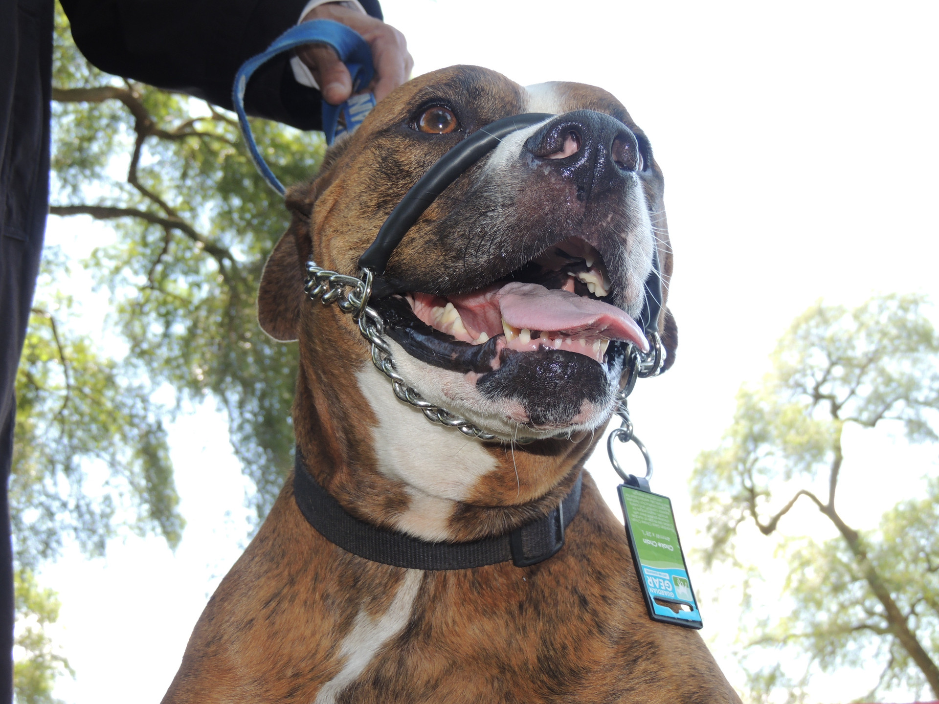 The Amazing SafeCalm Dog Training collar is safe, 100 effective for dog walking, helps or fixes