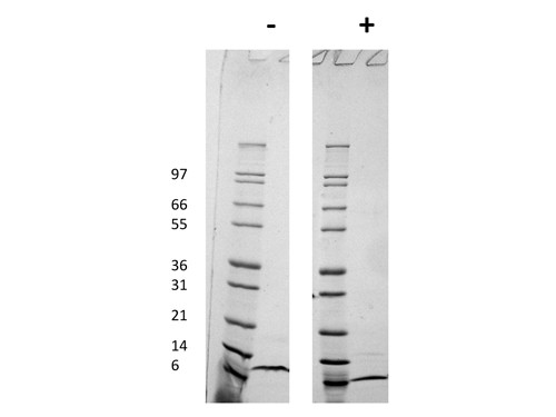 rHuman CCL8 Protein 1mg {2976-009001V751000}