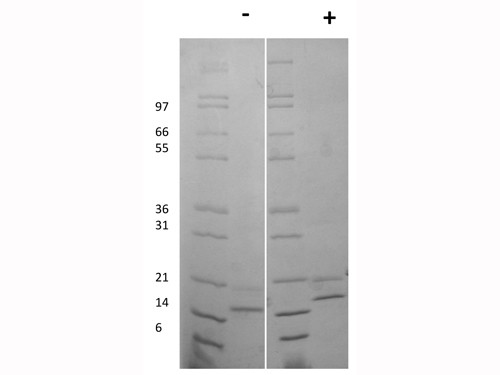 rMouse FGF Protein 1mg {2976-010001U761000}