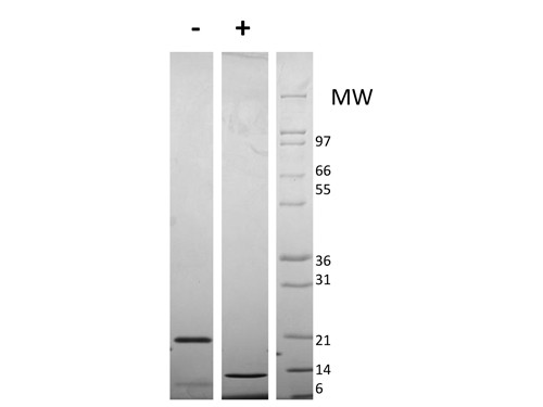 rMouse Resistin Dimer Protein 1mg {2976-010001W191000}