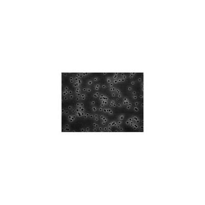 ISOPORE POLYCARB 10 æm, White Membrane F