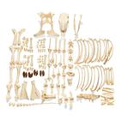 Cow Skeleton - 1020975, Cow Skeleton Wo Horns Disarticulated