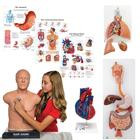 3B Scientific® Introduction to Auscultation Kit - 8000995, Introduction to auscultation kit