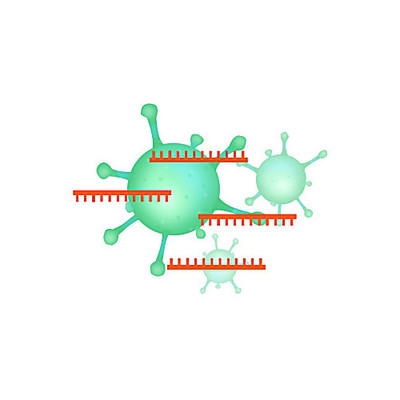 COVID-19 Primer: 2019-nCoV_N2-R