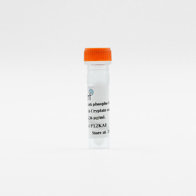 PAb Anti-phospho ATF2-Eu cryptate, 100000 Tests 
 {2013-61P12KAY}