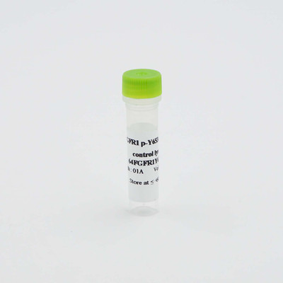 Phospho-FGFR1 (Tyr653/654) control lysate, 1 Unit 
 {2013-64FGFR1Y6TDA}