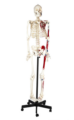 Human Skeleton Model, Full Size- Rod Mounted {2394-AMCH1003AS}
