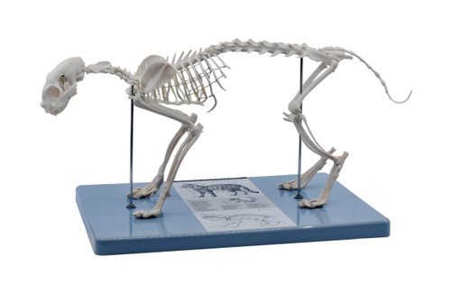 Adult Cat Skeletal System {2394-AMCH1067AS}