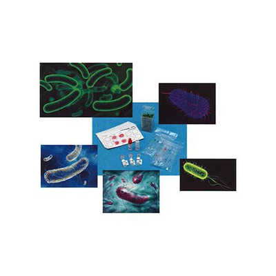 AbraMag anti-O104 Ecoli Beads  
 {2012-543060}