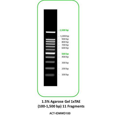 ACTGeneT DNA Marker, 100 bp Ladder, 11 F  
 {2027-ACTIDMWD100}