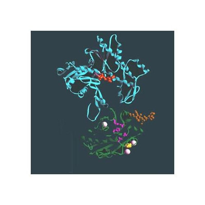 DNase I (bovine pancreas)100KU {2180-215600081}