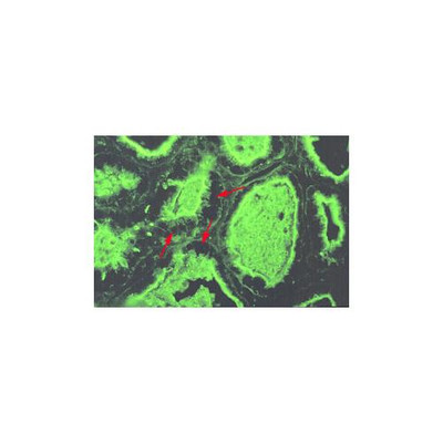 WGA (Wheat Germ Agglutinin) Lectin 10mg {2180-215100111}