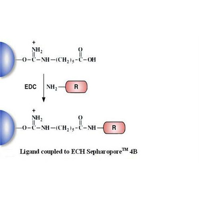 ECH Separoporer (Agarose) 4B