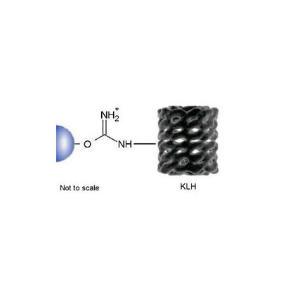 KLH Separoporer (Agarose) 4B