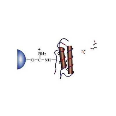 Protein A-Separoporer (Agarose) 4B-CL (L {2180-201810282}