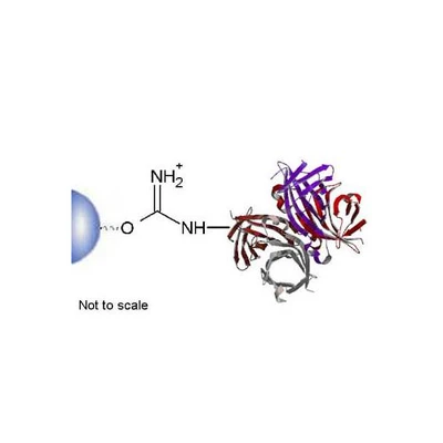 Streptavidin Separoporer (Agarose)1mL {2180-201810371}
