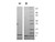 rMouse CCL8 Protein 1mg 
 {2976-010001V751000}