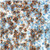 MAB MOUSE CD2 IHC531 TONSIL 5 ML - 786-1429