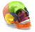 Didactic Miniature Skull Model - Painted Multi-Color {2394-AMCH1047AS}