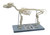 Adult Dog Skeletal System {2394-AMCH1066AS}