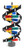 DNA Model Kit {2394-ZM0058}