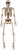 14-Inch Posable Skeleton Halloween Decoration