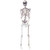 5-Foot Posable Skeleton Halloween Decoration