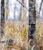 Yellowstone Y2  Cellular Trail Camera Camo, 4G LTE