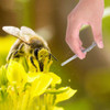 Beekeeping Grip Suction Stainless Steel Bee Pollen Collector