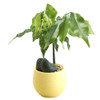 5 PCS Mini Cute Round Home Garden Office Decor Plastic Plant Flower Pots, Size: 7x7cm(Yellow)