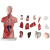 Primary and Secondary Education 26CM Torso Model Human Anatomy Organ Structure Model(As Show)