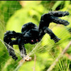 2 PCS Creative Halloween Party Black Plush Spider Decoration, Size:75cm