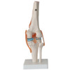 Human Knee Model Human Skeleton Model Teaching Aids