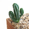 2 PCS Artificial Mini Cactus Garden Landscape Home Office Decoration, Style:One Cactus
