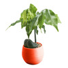 5 PCS Mini Cute Round Home Garden Office Decor Plastic Plant Flower Pots, Size: 7x7cm(Red)