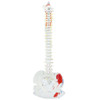 Human Spine with Femoral Head and Colored Muscle Model Lumbar Spine with Flexible Bones(White)